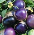 Purple Tomatillo Seeds - 50+ Heirloom Non-GMO Seeds - Perfect for Home Gardening (Physalis ixocarpa)