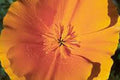 California Poppy Seeds, 1000 Pack, Bright Orange Flowers, Eschscholzia californica