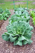 Collard Greens Seeds, Heirloom Vates, Non-GMO, 50+ Seeds, Brassica oleracea var. acephala