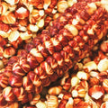 Starburst Manna Ornamental Corn Seeds | Magic Red Parching Dent | Zea mays 2025