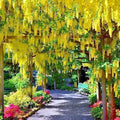 Golden Chain Tree Seeds - Laburnum anagyroides - Wisteria-Like Flowering Plant