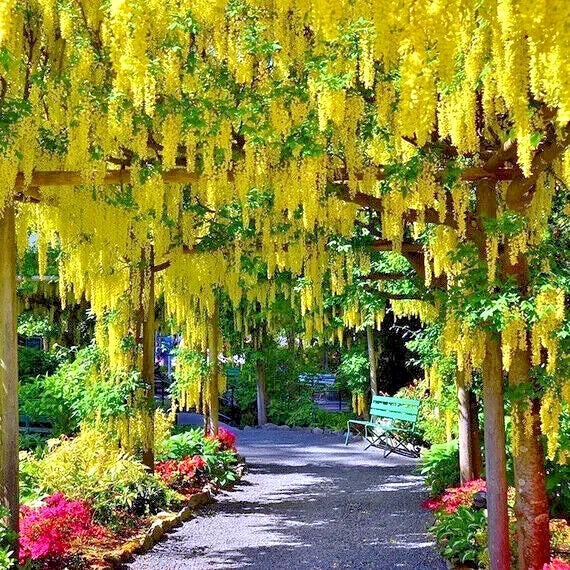 Golden Chain Tree Seeds - Laburnum anagyroides - Wisteria-Like Flowering Plant
