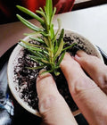 Rosemary Clippings - 10 Fresh Cuttings - Aromatic Culinary Herb - Rosmarinus officinalis
