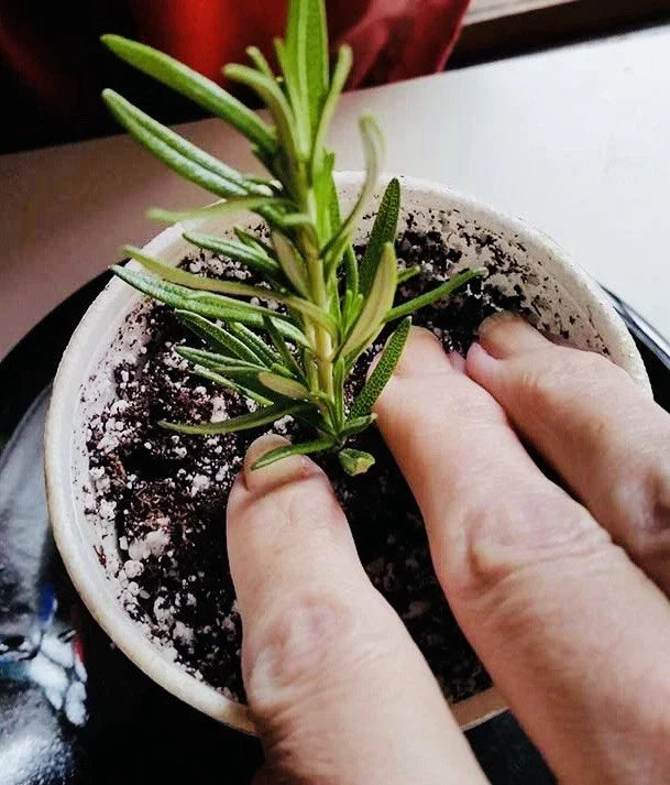 Rosemary Clippings - 10 Fresh Cuttings - Aromatic Culinary Herb - Rosmarinus officinalis