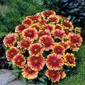 Gaillardia Arizona Sun Seeds, 100 Count, Bright Large Cut Flower, Gaillardia pulchella