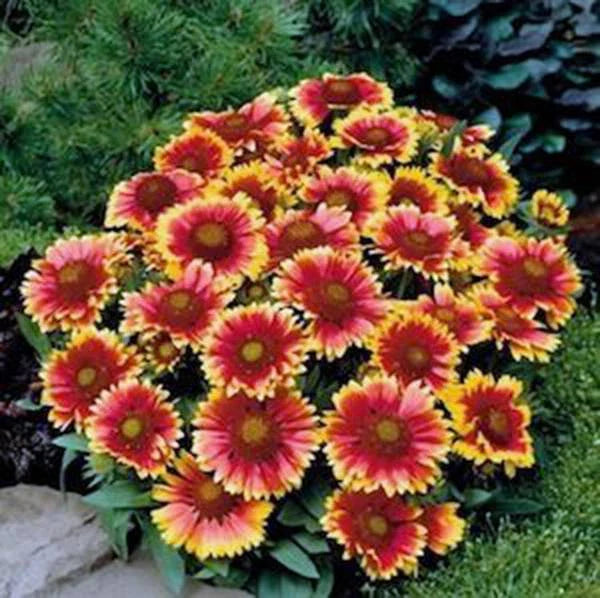 Gaillardia Arizona Sun Seeds, 100 Count, Bright Large Cut Flower, Gaillardia pulchella
