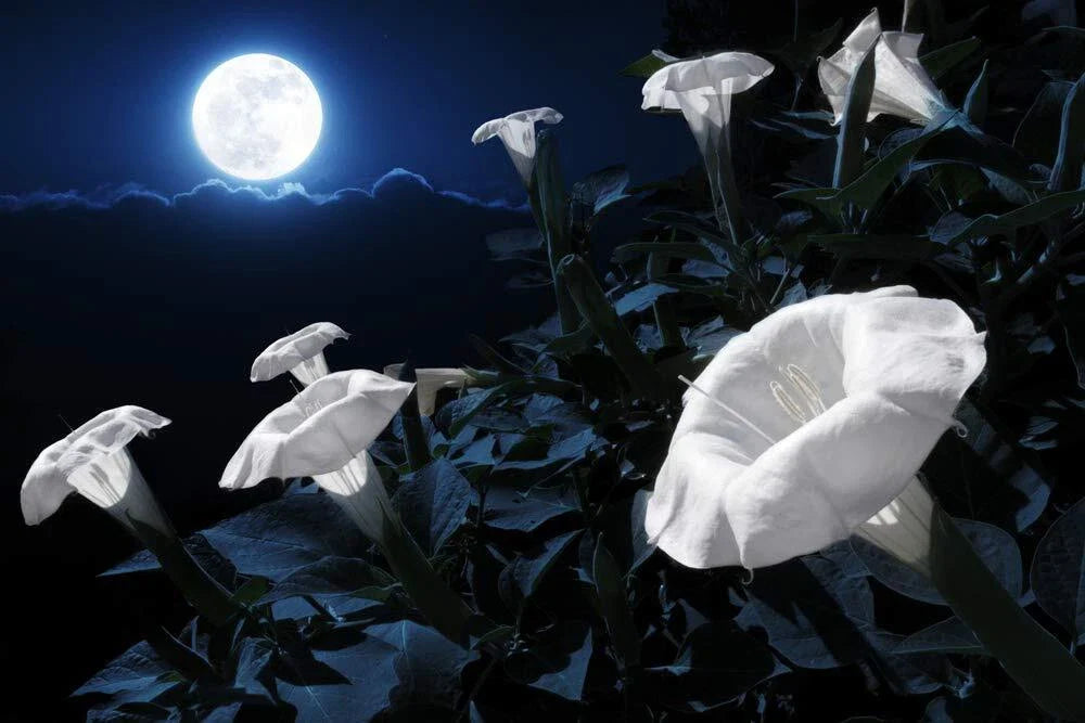 Tropical White Knight Vine - Exotic Night Blooms, Reflects Moonlight, Rare Plant for Night Gardens, Ipomoea alba
