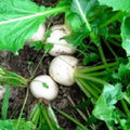 Turnip Seeds | Non-GMO | Heirloom Variety | Seven Top | Brassica rapa