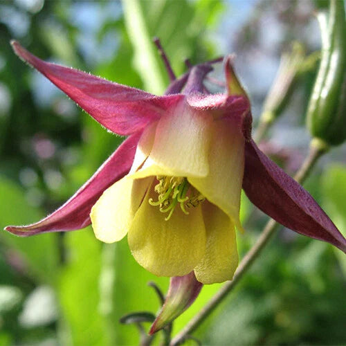 Oriental Columbine Seeds | 50-1,000 Non-GMO Seeds | Aquilegia orientalis | Free Shipping