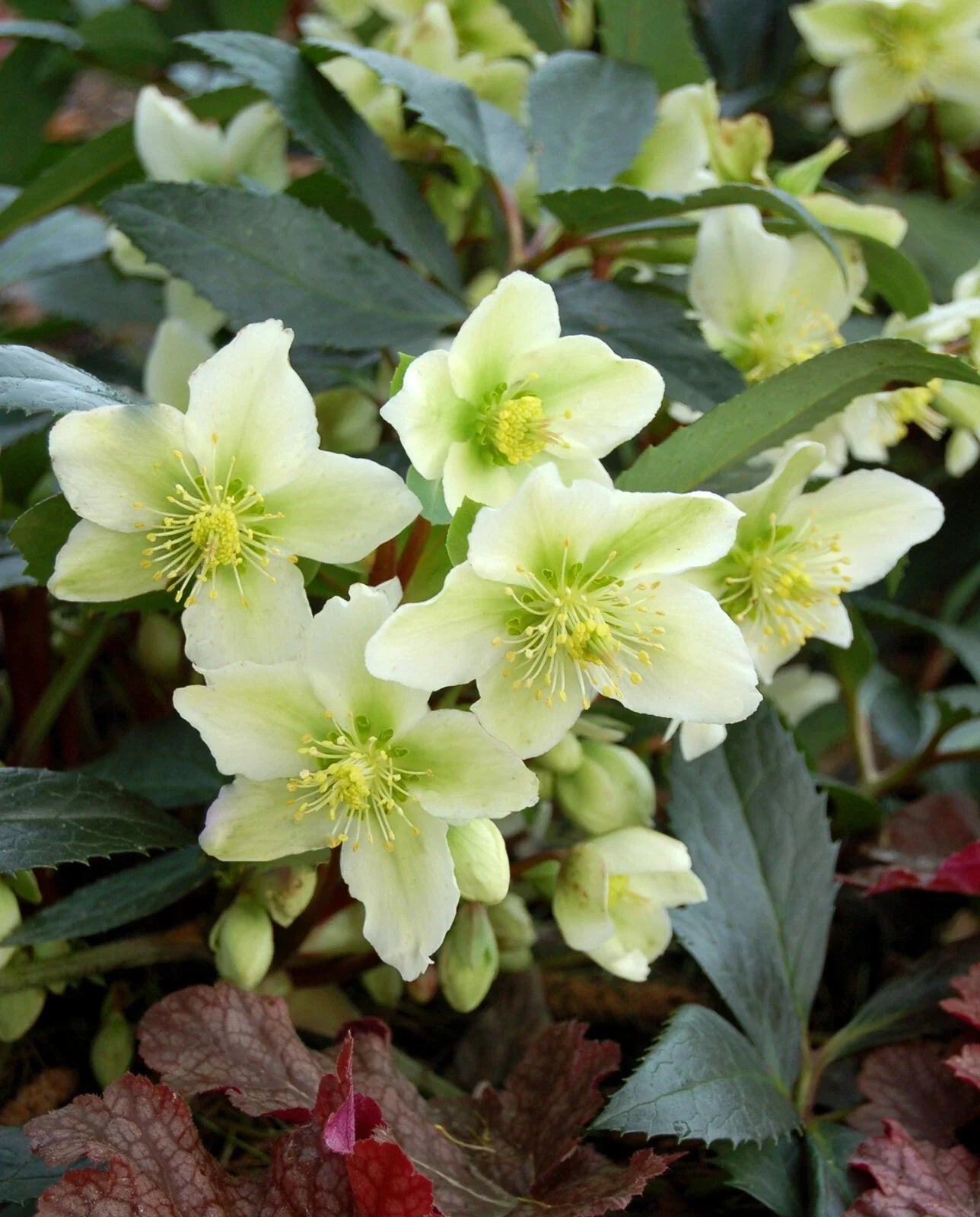 Hellebore Perennial Plant in 5.25" Pot - Honeyhill Joy Lenten Rose (Helleborus) - Well Rooted