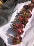 Red Aeoniums 3" Tall "Jack Catlin" - 4 Unrooted Cuttings - Succulent Variety