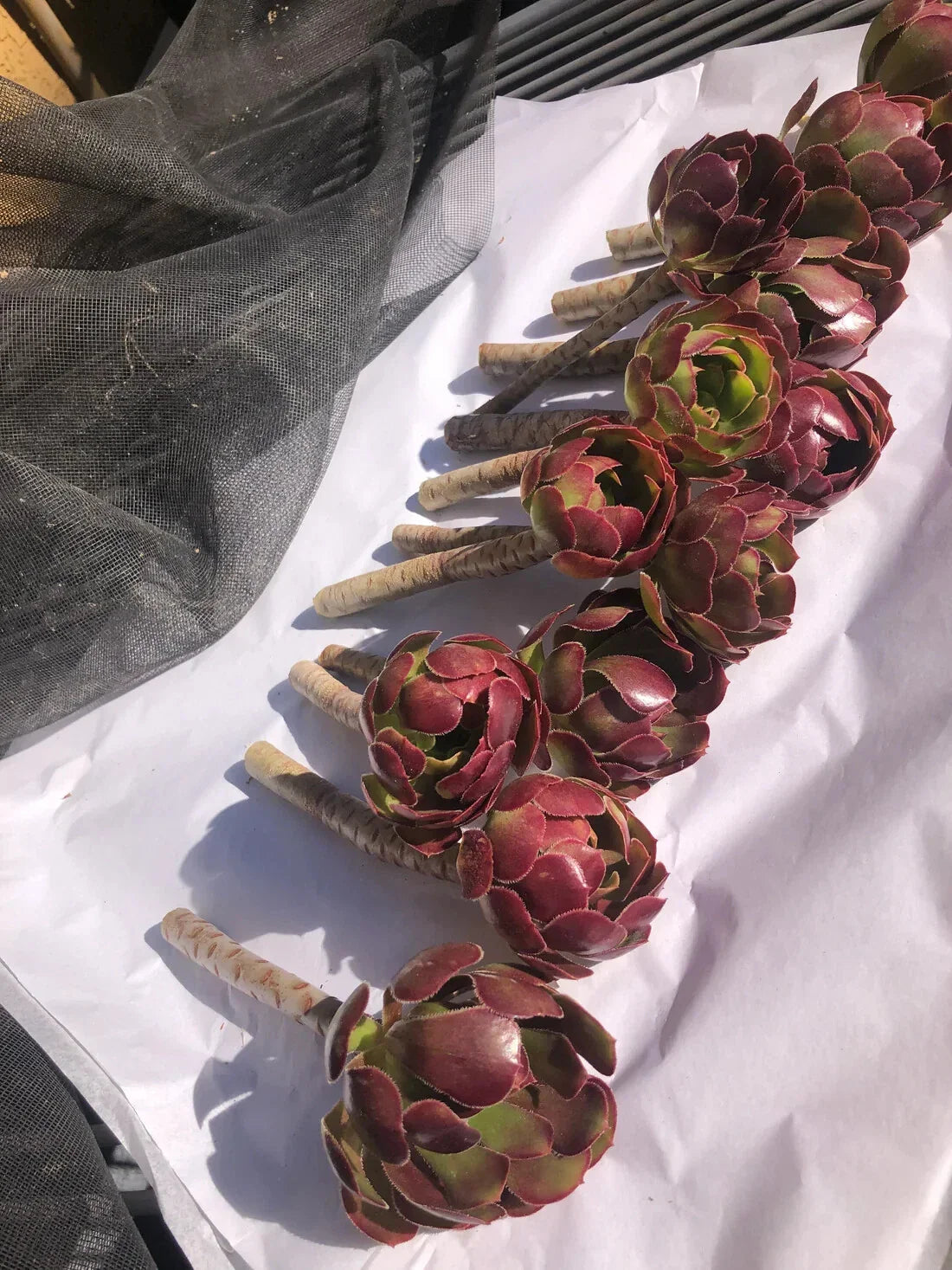 Red Aeoniums 3" Tall "Jack Catlin" - 4 Unrooted Cuttings - Succulent Variety