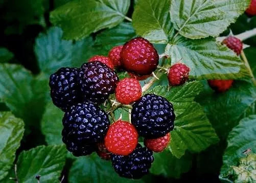 Live Black Raspberry Plants 2-Pack Organic Wild Fruit Rubus Occidentalis Berry Berries Homesteading
