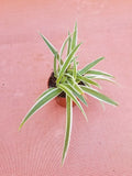 Live Spider Plant in 2" Pot - Easy Care Air Purifying Houseplant (Chlorophytum comosum)