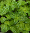 Genovese Basil Herb Seeds, Heirloom NON-GMO, Various Sizes, Ocimum basilicum, Free Shipping