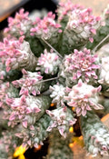 Rare Pink Euphorbia Mammillaris Variegata - 4" Rooted Plant - Indian Corn Cob Variety