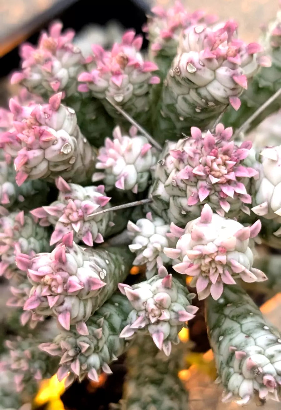 Rare Pink Euphorbia Mammillaris Variegata - 4" Rooted Plant - Indian Corn Cob Variety