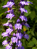 Giant Blue Lobelia Seeds - 253 Count - Hardy Lobelia siphilitica - Easy to Grow - USA Seller