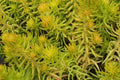 Sedum Angelina Seeds - 200 Count - Hardy Succulent - Yellow Flowers - Easy to Grow