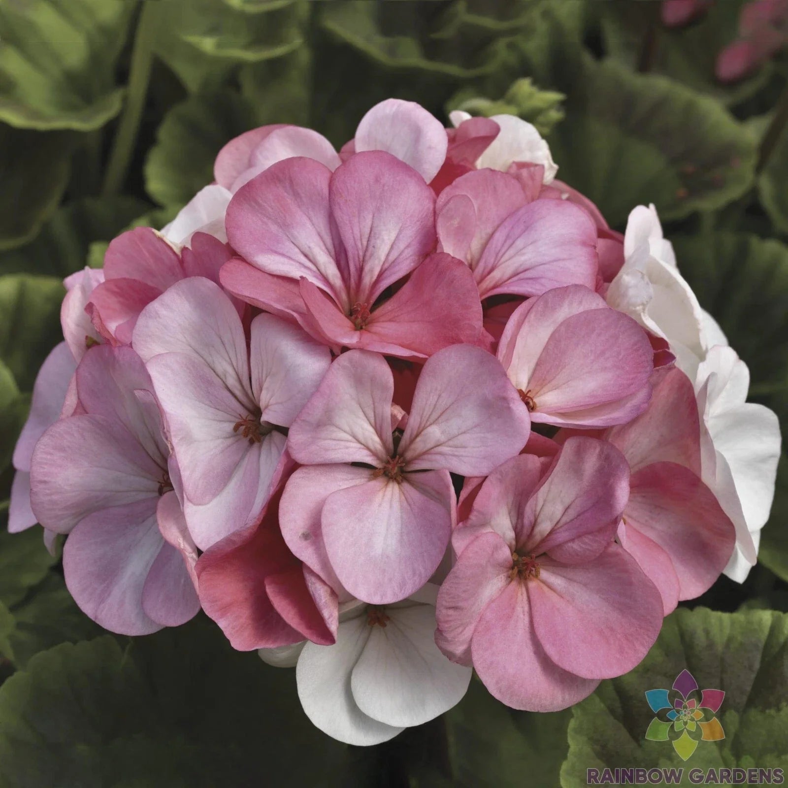 Pinto Premium White to Rose Geranium Seeds - 25+ Pack - Pelargonium x hortorum - USA Grown