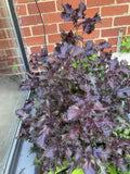 Rooted Shiso Perilla Plants - 8 Pack, Green Leaf Variety, Perilla frutescens