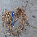 25 Asparagus Roots - Mary Washington Variety - Asparagus Crowns - Perfect for Home Gardening - Asparagus officinalis