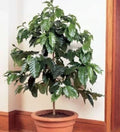 Rooted Arabica Coffee Bean Starter Plant - Brew Your Own Coffee! - Coffea arabica