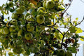 Cold Climate Apple Tree Bare Root or Potted - Zone 3 Variety, High Yield, Malus domestica