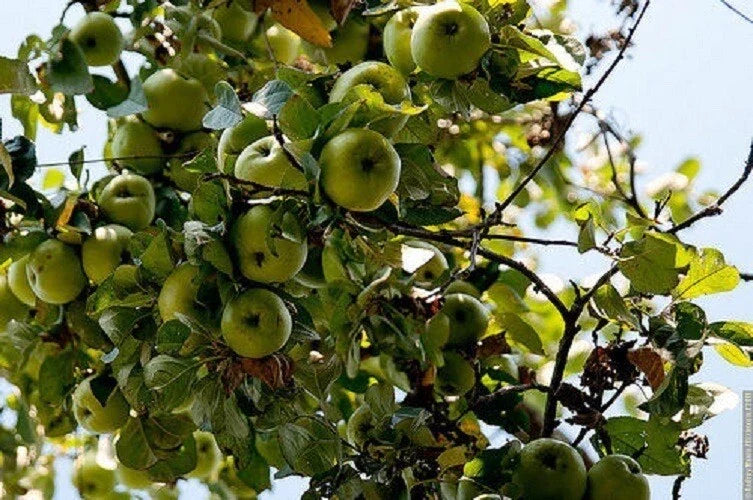 Cold Climate Apple Tree Bare Root or Potted - Zone 3 Variety, High Yield, Malus domestica