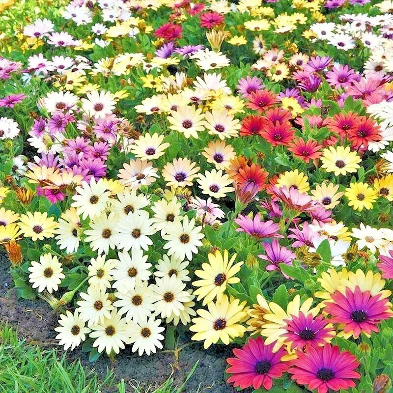 African Daisy Flower Seeds Mix - Cineraria Cape Marigold - Drought Tolerant, Easy to Grow, 201+ Seeds