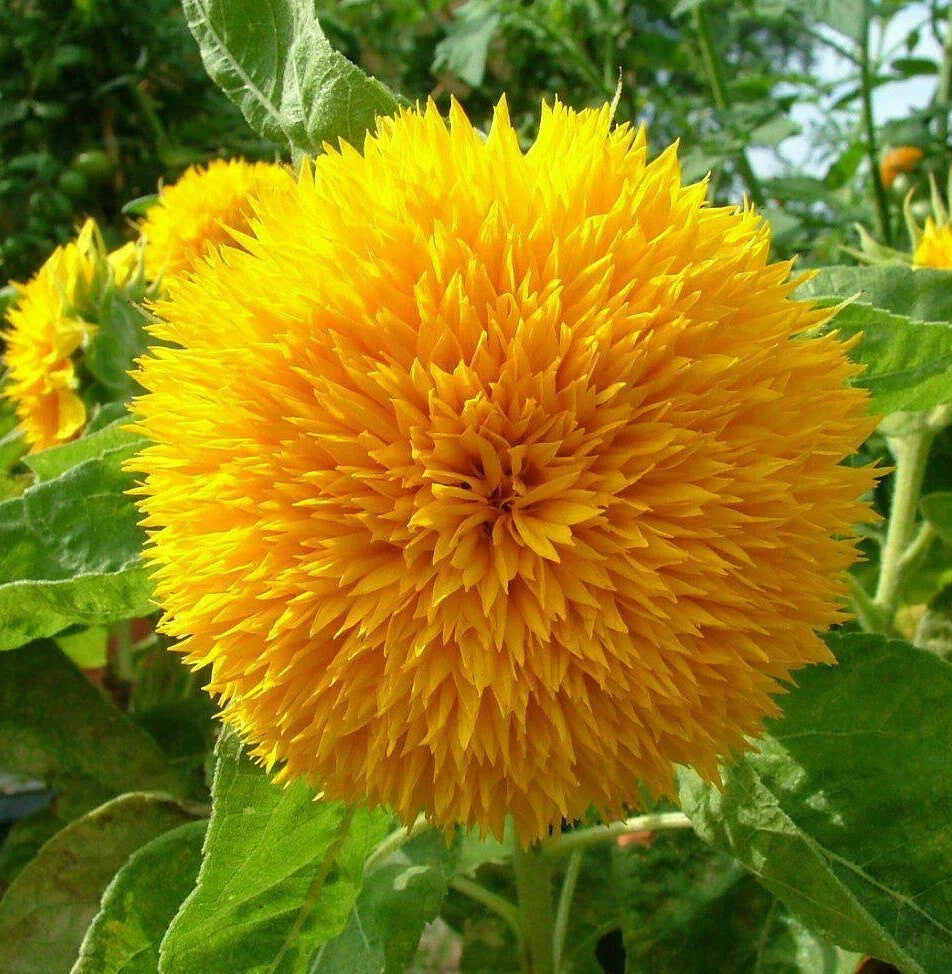 Teddy Bear Sunflower Seeds | Dwarf Fluffy Gold | Helianthus annuus 'Teddy Bear' | 2025 New Variety