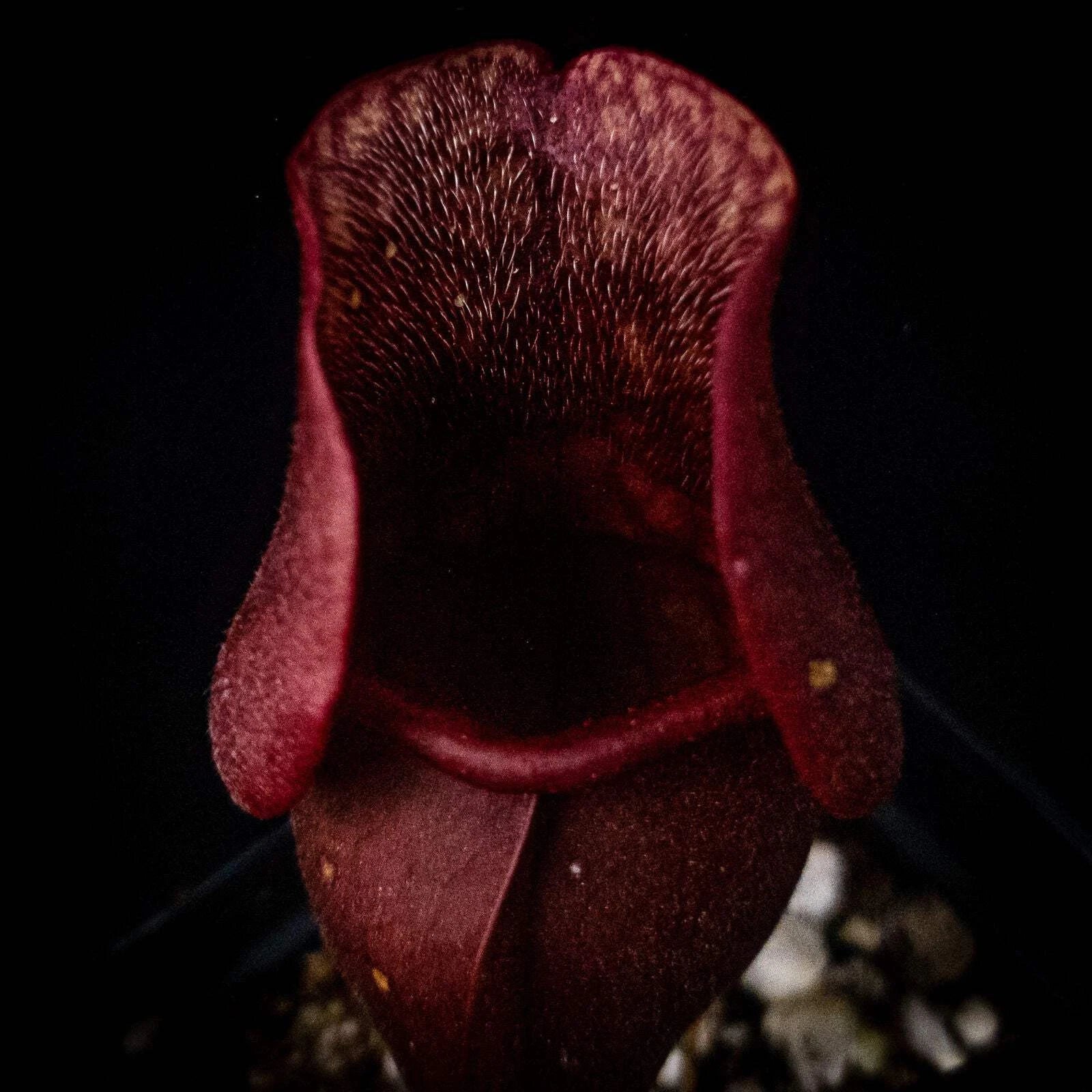 Sarracenia purpurea Venosa Red | Carnivorous Plant | Purple Pitcher Plant | Live Plant for Home Decor