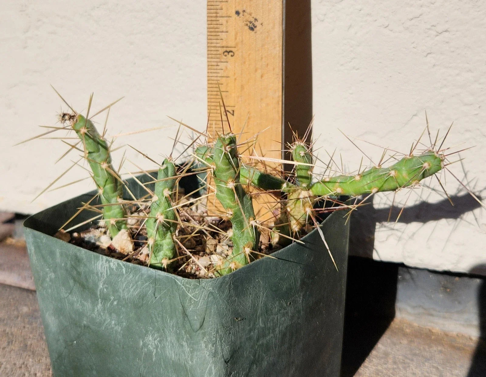 Cylindropuntia Davisii Thistle Cholla Cactus Plant Cutting Lot (4) - Live Rooted Succulent for Landscaping and Home Decor