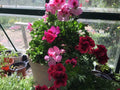 Martha Washington Geranium Cuttings (6) Pelargonium Mix Rooting Starter Plants