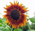 Sunflower Seeds - Autumn Beauty - 25+ Newly Harvested Seeds - Helianthus annuus