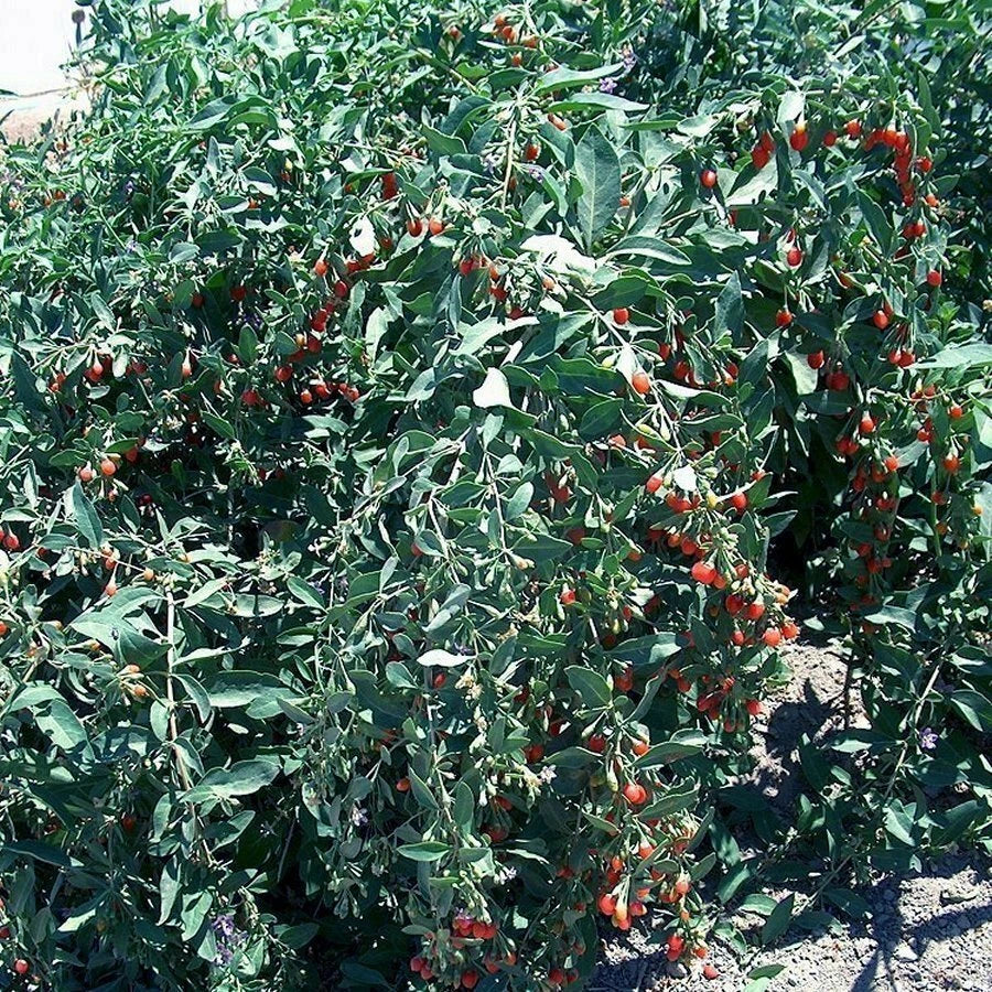 Goji Berry Cuttings - Fresh 20 Pack - Lycium barbarum - Will Flower & Fruit Soon