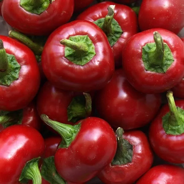 Red Cherry Hots Hot Pepper Seeds 50+ Heirloom Cherry Bomb Capsicum annuum - USA Grown, Free Shipping