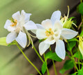 Columbine Seeds for Planting - Crystal White Variety - Aquilegia caerulea - Vibrant Wildflowers