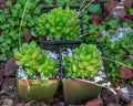 Haworthia Cymbiformis Obtusa Plant - 3.5" Diameter - Rare Multi-Head Succulent