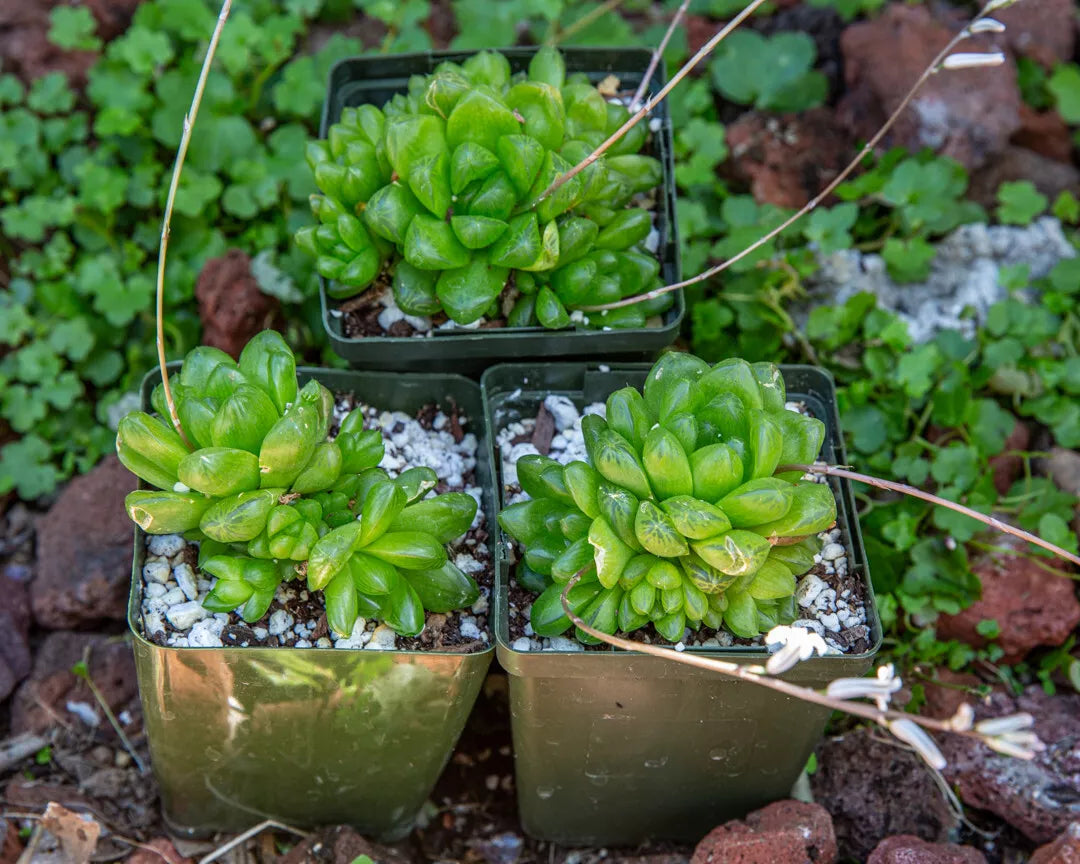 Haworthia Cymbiformis Obtusa Plant - 3.5" Diameter - Rare Multi-Head Succulent