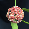 Rare Hoya Meliflua Rooted Plant 2.5" Pot