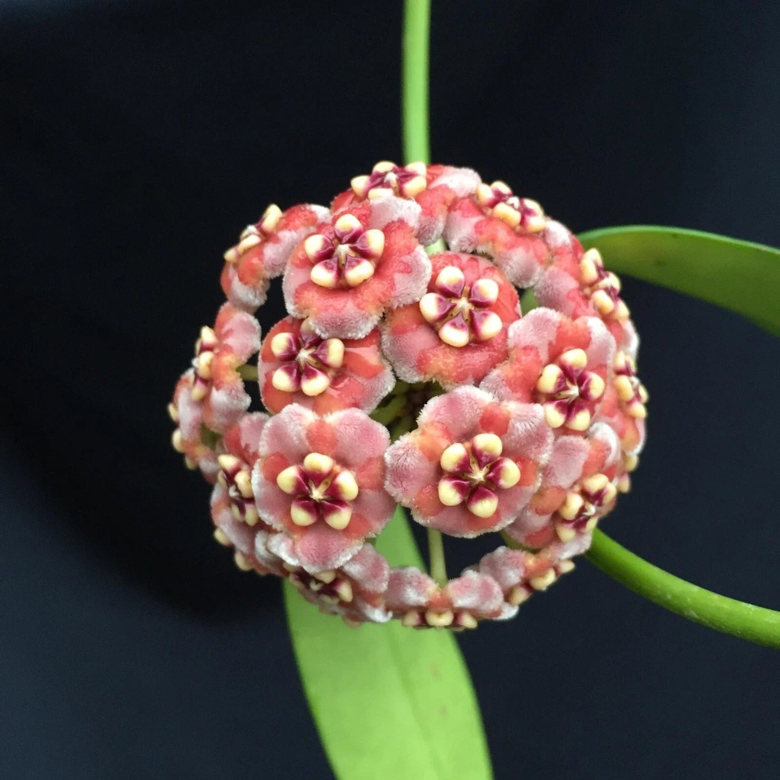 Rare Hoya Meliflua Rooted Plant 2.5" Pot