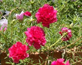 Hot Pink Double Massive Bloom Cuttings - 6 Pack Portulaca Moss Rose - US Seller