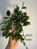 Hoya Lacunosa Asami Cutting - UNROOTED One Node, Outer Variegation - Rare Indoor Plant for Propagation