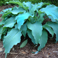 Hosta Neptune Perennial Plant in 5.25" Pot | AHGA Hosta of the Year | Shade-Loving | Hostas for Gardens
