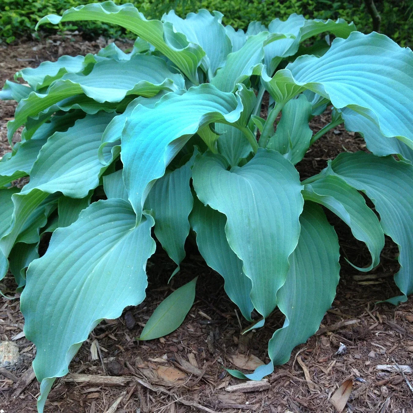 Hosta Neptune Perennial Plant in 5.25" Pot | AHGA Hosta of the Year | Shade-Loving | Hostas for Gardens