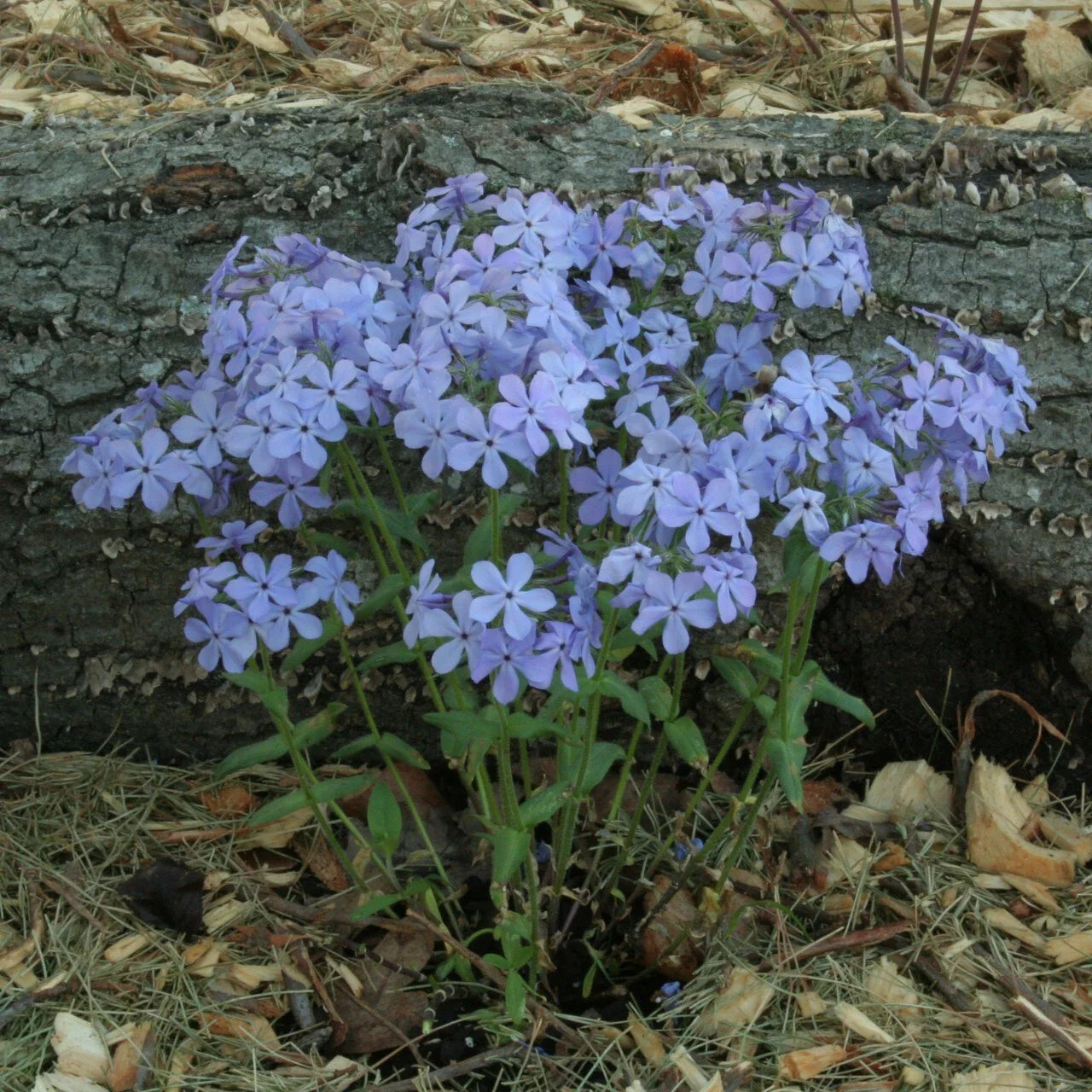 Wild Sweet William Phlox Seeds - 100+ Count for Garden Planting - Phlox maculata - USA Grown, Free Shipping