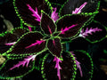Purple Dragon Coleus Seeds - 25+ Pack for Garden Planting - Colorful Foliage - Coleus blumei
