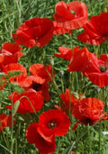 Great Red Poppy Seeds - 200+ Seeds - Papaver rhoeas - Non-GMO Flower Seeds for Garden Planting