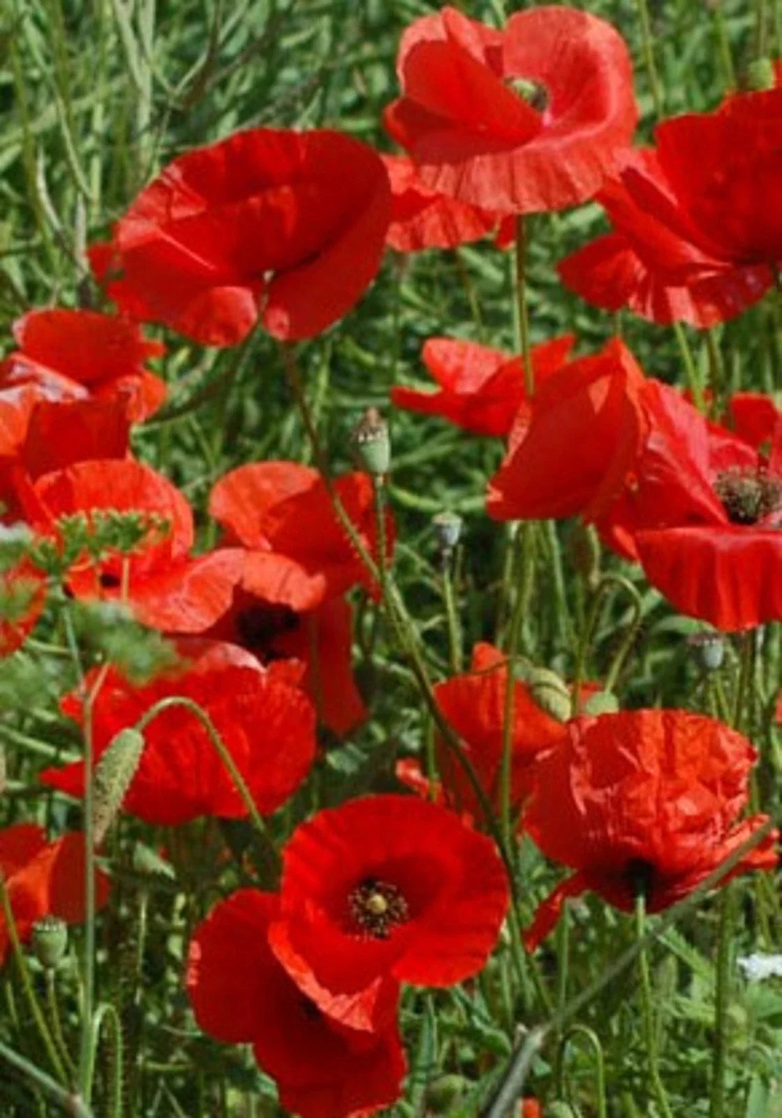Great Red Poppy Seeds - 200+ Seeds - Papaver rhoeas - Non-GMO Flower Seeds for Garden Planting